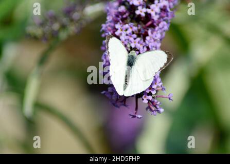 Un grand papillon blanc mâle (Pieris brassicae) sur un buisson de la Buddleia dans le Perthshire, Scorland. Banque D'Images