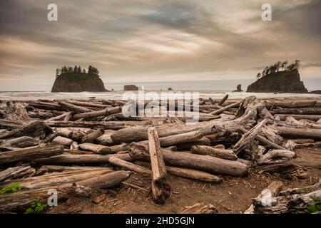 Second Beach au coucher du soleil avec des troncs d'arbres morts dispersés sur le sable. Banque D'Images