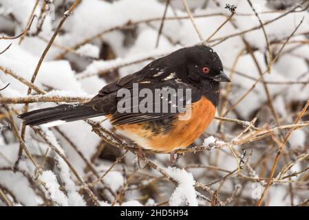 Un Towhee tacheté repose dans une pièce de pinceau avec de la neige sur les branches pendant une journée d'hiver dans le Nord-Ouest du Pacifique Banque D'Images