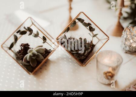 Cliché sélectif de deux succulents dans des pots vitreux sur la table Banque D'Images