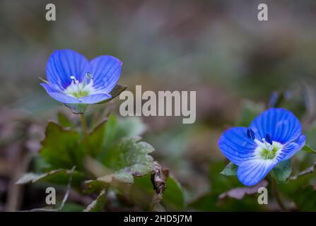 Veronica persica fleurs, au printemps, photo macro Banque D'Images