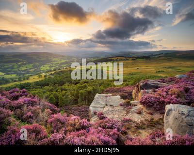 Floraison de bruyère au coucher du soleil sur surprise View. Banque D'Images