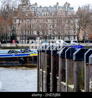 Londres Angleterre Royaume-Uni janvier 02 2022, Segulls assis sur des poteaux en bois de Gabriel Pier Southbank sans aucun peuple Banque D'Images