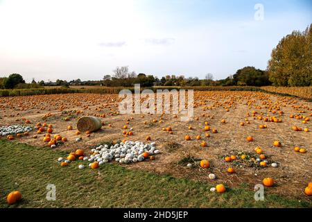 Citrouilles mûres et prêtes à être cueillies pour Halloween. Banque D'Images