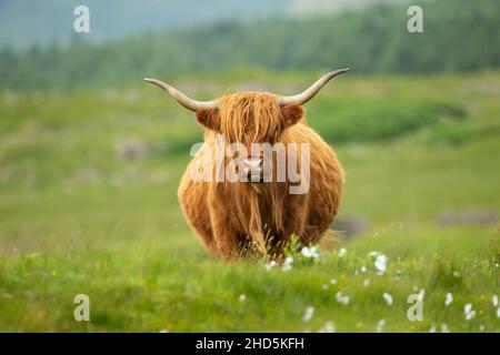 Highland cow dans les Highlands écossais Banque D'Images