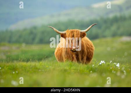 Highland cow dans les Highlands écossais Banque D'Images