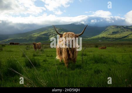 Le bétail des Highlands (Bos taurus taurus) dans les montagnes Banque D'Images