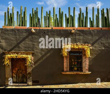 Un charmant bâtiment orné de guirlandes de fleurs jaunes autour de l'entrée de porte et la fenêtre avec un jardin sur le toit de Fencepost mexicain en pot c Banque D'Images