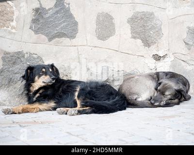 Chiens ayant une sieste dans un après-midi de printemps, santuario de la inmaculada, Santiago, Chili Banque D'Images