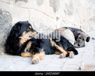 Chiens ayant une sieste dans un après-midi de printemps, santuario de la inmaculada, Santiago, Chili Banque D'Images