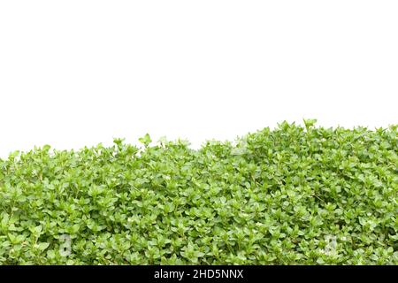 Mauvaise herbe chiche, Stellaria média sur blanc.Les plantes sont annuelles et avec des tiges minces faibles, elles atteignent une longueur jusqu'à 40 cm.Photo haute résolution.D complet Banque D'Images