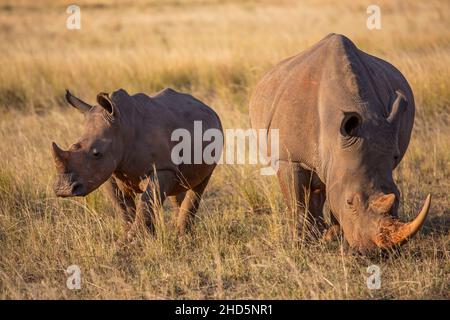 Mère et bébé rhinocéros marchant ensemble dans un champ en Afrique du Sud Banque D'Images