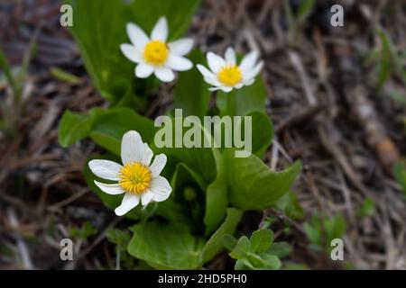 Des fleurs de marais blanc fleurissent dans la forêt nationale de Salmon-Challis Banque D'Images