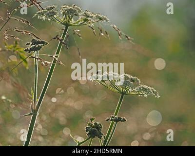 Fleurs blanches et feuillages fins de persil de vache (Anthriscus sylvestris) dans la rue ensoleillée hedgerow d'été dans le Perthshire, en Écosse, au Royaume-Uni Banque D'Images