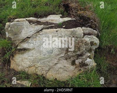 Roche exposée massive comprenant un arbre fossilisé montrant les détails du grain de bois pétrifié et de la structure dans le Perthshire, en Écosse, au Royaume-Uni Banque D'Images