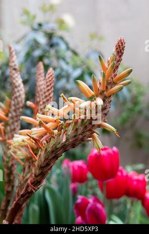 Fleur d'aloe vera en fleurs au printemps Banque D'Images