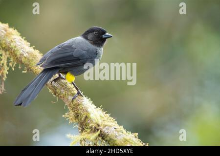Yellow-thighed Finch (Pselliophorus tibialis) Banque D'Images