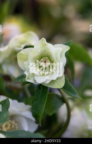 Helleborus orientalis Double Ellen White fleurit dans le jardin au printemps Banque D'Images