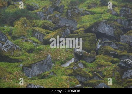 Mousse poussant sur la pente du talus dans les Cascades Banque D'Images