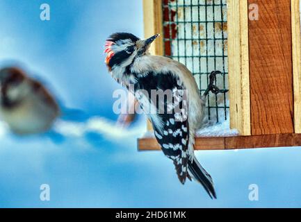 Pic sur un alimenteur de suet Banque D'Images