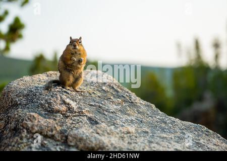 L'écureuil au sol se trouve sur les pattes arrière et se fixe à la caméra avec un espace de copie Banque D'Images