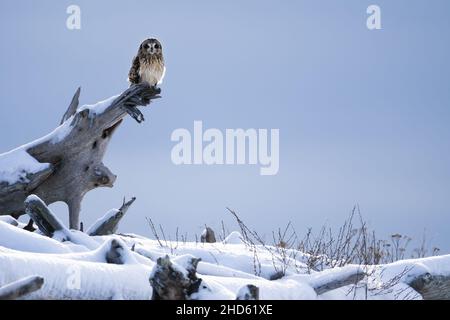 Hibou à courte hauteur (ASIO flamme) perché sur du bois de grève recouvert de neige, parc national de fort Casey, Coupeville, île de Whidbey, Washington, États-Unis Banque D'Images