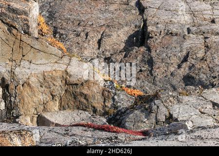 Bouleau nain coloré (Betula nana) et racine dorée (Rhodalia rosea) poussant dans les crevasses rocheuses, Danmark O, Scoresby Sund, Groenland Banque D'Images