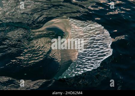 Sculpture de glace sur un iceberg qui brise la surface de l'eau, Rodefjord, Scoresby Sund, est du Groenland Banque D'Images
