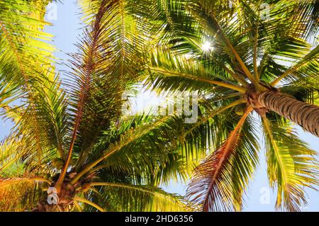 Ombrager sous les palmiers à Akumal Beach, Quintana Roo, Mexique Banque D'Images