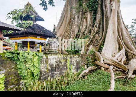 Ancien cotonnier géant ou Kapok (Ceiba pentandra) dans le village de Magra, Tabanan, Bali, Indonésie. Banque D'Images