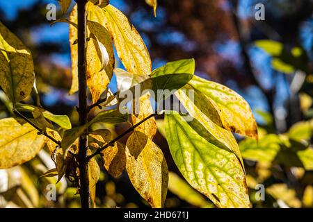 Lumière du soleil passant à travers les feuilles qui passent du vert au jaune avec un fond bokeh. Banque D'Images