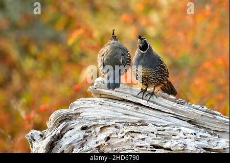 Deux mâles California Quail, 'Callipepla californica', perchés devant et derrière sur une bûche de bois flotté sur la rive de l'île de Vancouver, en Colombie-Britannique Banque D'Images