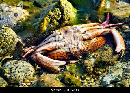 Un crabe rouge mort 'cancer productus', dans les eaux peu profondes sur la rive de l'île de Vancouver, en Colombie-Britannique, au Canada Banque D'Images