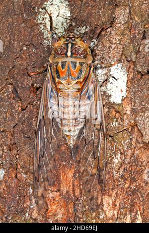 Rasoir Grinder Cicada, Henicopsaltria eydouxii.Coffs Harbour, Nouvelle-Galles du Sud, Australie Banque D'Images
