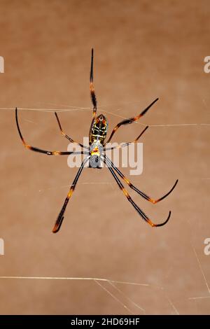 Araignée de Weaver d'Orbe doré australien, Nephila edulis.Coffs Harbour, Nouvelle-Galles du Sud, Australie Banque D'Images