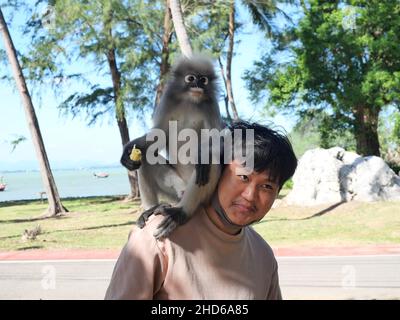 Singe à feuilles dusky ( langur à feuilles spectachetées ) assis sur l'épaule d'un homme asiatique sur la plage avec la mer dans backgroiund à la baie de Prachuap Banque D'Images