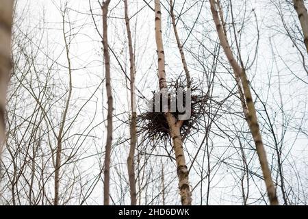 nid abandonné sur un sommet d'arbre de bouleau, vue à angle bas Banque D'Images