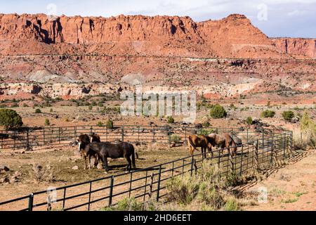 Corrals à cheval à l'entrée du parc national de Capitol Reef à Torrey, Utah Banque D'Images