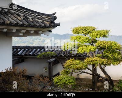 Kochi, Japon - 6 avril 2018 : jardin japonais traditionnel sur le terrain du château de Kochi Banque D'Images