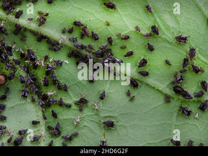 Colonie d'infestation de pucerons du haricot noir sur le dessous de la feuille Banque D'Images