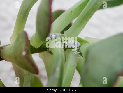 Succulent avec l'infestation de insectes méalés en gros plan Banque D'Images