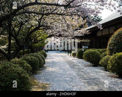 Tokushima, Japon - 4 avril 2018 : cerisiers en fleurs sur le terrain de Tairyuji, temple numéro 21 du pèlerinage de Shikoku Banque D'Images