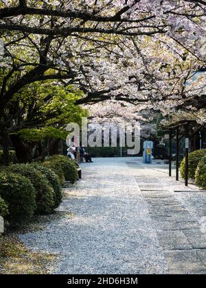 Tokushima, Japon - 4 avril 2018 : cerisiers en fleurs sur le terrain de Tairyuji, temple numéro 21 du pèlerinage de Shikoku Banque D'Images