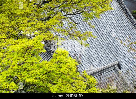 Érable japonais avec feuilles vertes fraîches au printemps Banque D'Images