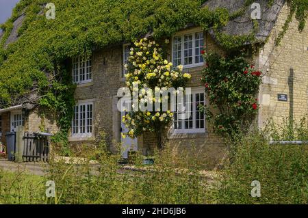 Façade d'un beau cottage de chaume avec des roses jaunes qui poussent autour de la porte dans le village de Grafton Underwood, Northamptonshire, Royaume-Uni Banque D'Images