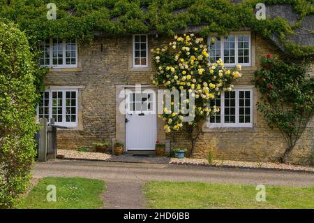 Façade d'un beau cottage de chaume avec des roses jaunes qui poussent autour de la porte dans le village de Grafton Underwood, Northamptonshire, Royaume-Uni Banque D'Images