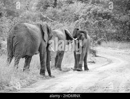 Les jeunes éléphants jouant par une piste de terre dans la savane d'Afrique australe Banque D'Images