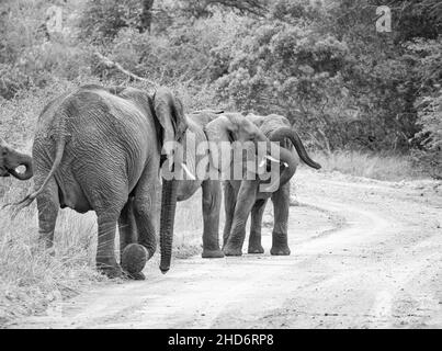 Les jeunes éléphants jouant par une piste de terre dans la savane d'Afrique australe Banque D'Images