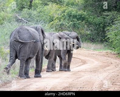 Les jeunes éléphants jouant par une piste de terre dans la savane d'Afrique australe Banque D'Images