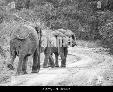 Les jeunes éléphants jouant par une piste de terre dans la savane d'Afrique australe Banque D'Images